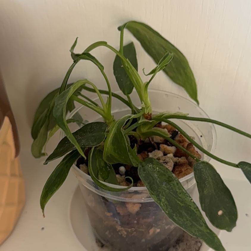 Photo of the plant species Philodendron 'Lime Fiddle' by @TrySarcodes1 named Michelle Branch on Greg, the plant care app