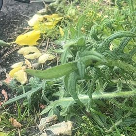 Photo of the plant species Texas Sage by @JollyClubmoss98 named Mollie on Greg, the plant care app