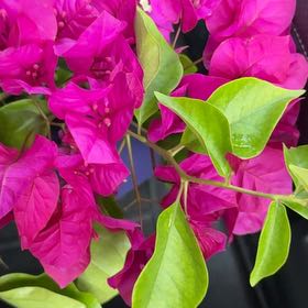 Photo of the plant species Lesser Bougainvillea by @FairSalad84 named Bougie on Greg, the plant care app