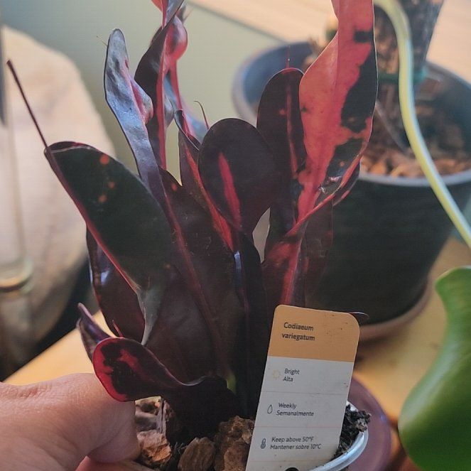 Photo of the plant species Bush on Fire Croton by @ZanyHornwort21 named Tree Diddy on Greg, the plant care app