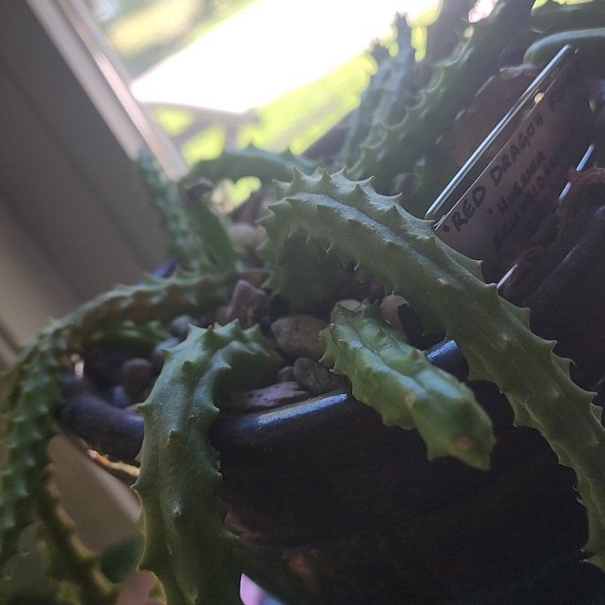 Photo of the plant species Red Dragon Flower by @ZanyHornwort21 named Orwell on Greg, the plant care app