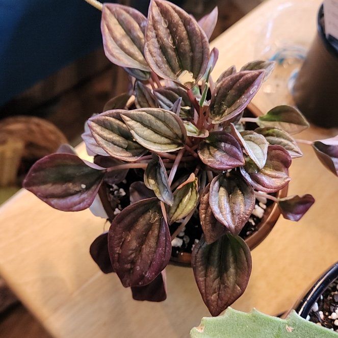 Photo of the plant species Red Luna Peperomia by @ZanyHornwort21 named Denali on Greg, the plant care app