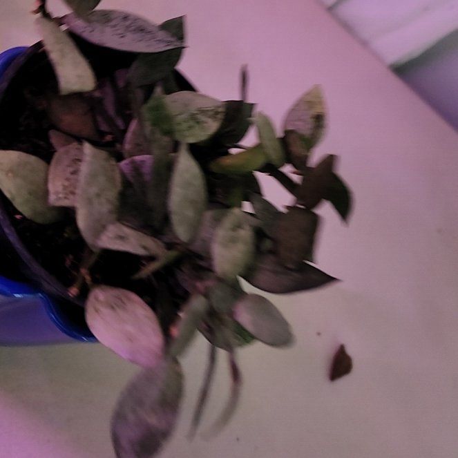 Photo of the plant species Super Silver Hoyaa Krohniana by @ZanyHornwort21 named Demi on Greg, the plant care app