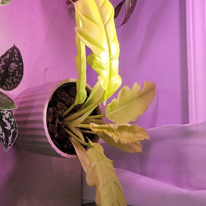 Photo of the plant species Philodendron crocodile by @ZanyHornwort21 named Zeus on Greg, the plant care app
