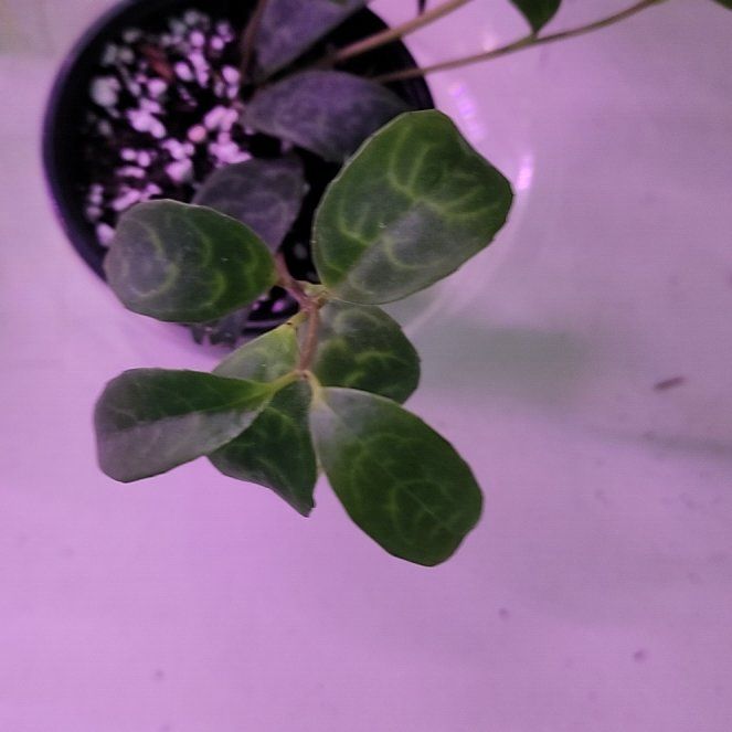 Photo of the plant species Hoya obscura by @ZanyHornwort21 named Orlando Bloom on Greg, the plant care app