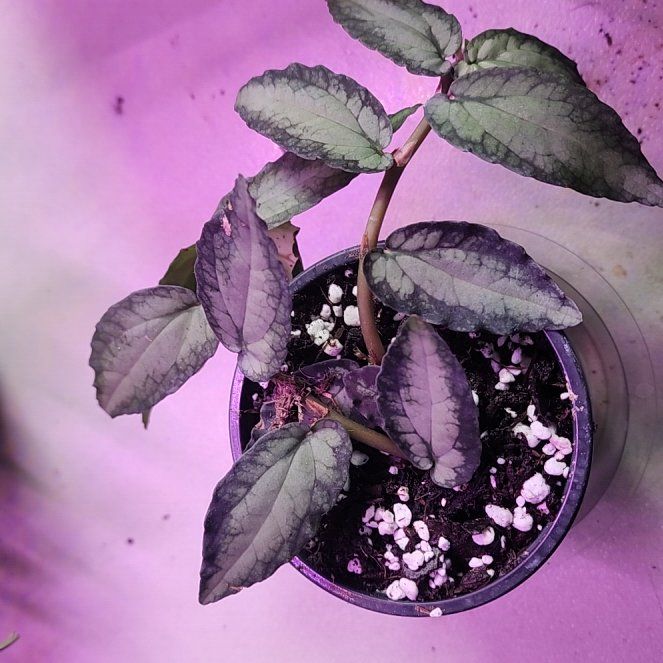 Photo of the plant species Watermelon Begonia by @ZanyHornwort21 named McKinley on Greg, the plant care app
