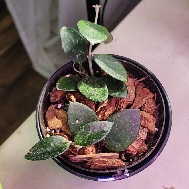 Photo of the plant species Waxplant by @ZanyHornwort21 named Rosa on Greg, the plant care app