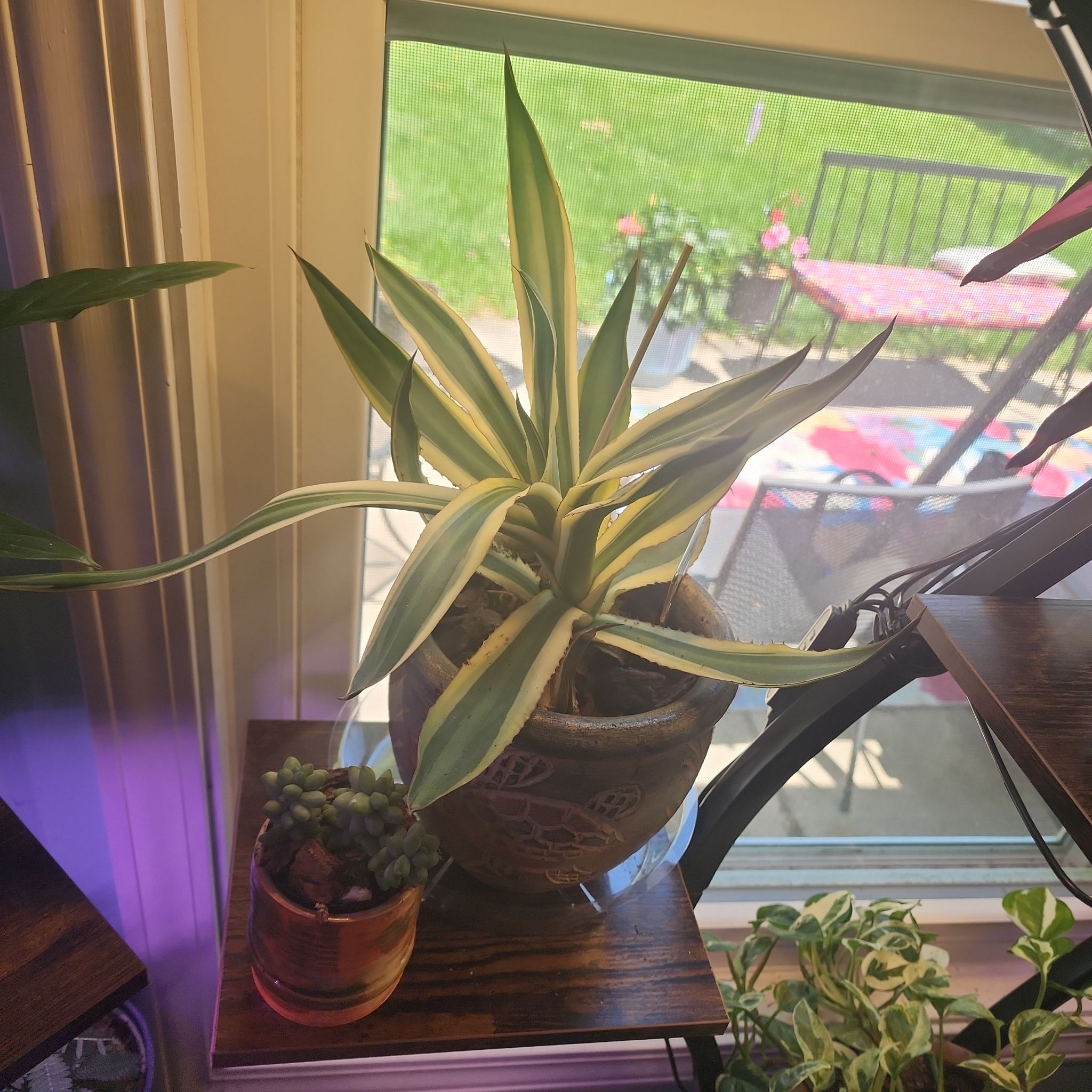 Photo of the plant species Agave 'Quasimoto' by @ZanyHornwort21 named Remington on Greg, the plant care app