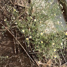 Photo of the plant species Latin American Fleabane by @FullFeijoa1 named Sage on Greg, the plant care app