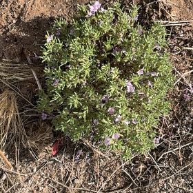Photo of the plant species Spreading Phlox by @FullFeijoa1 named Plato on Greg, the plant care app