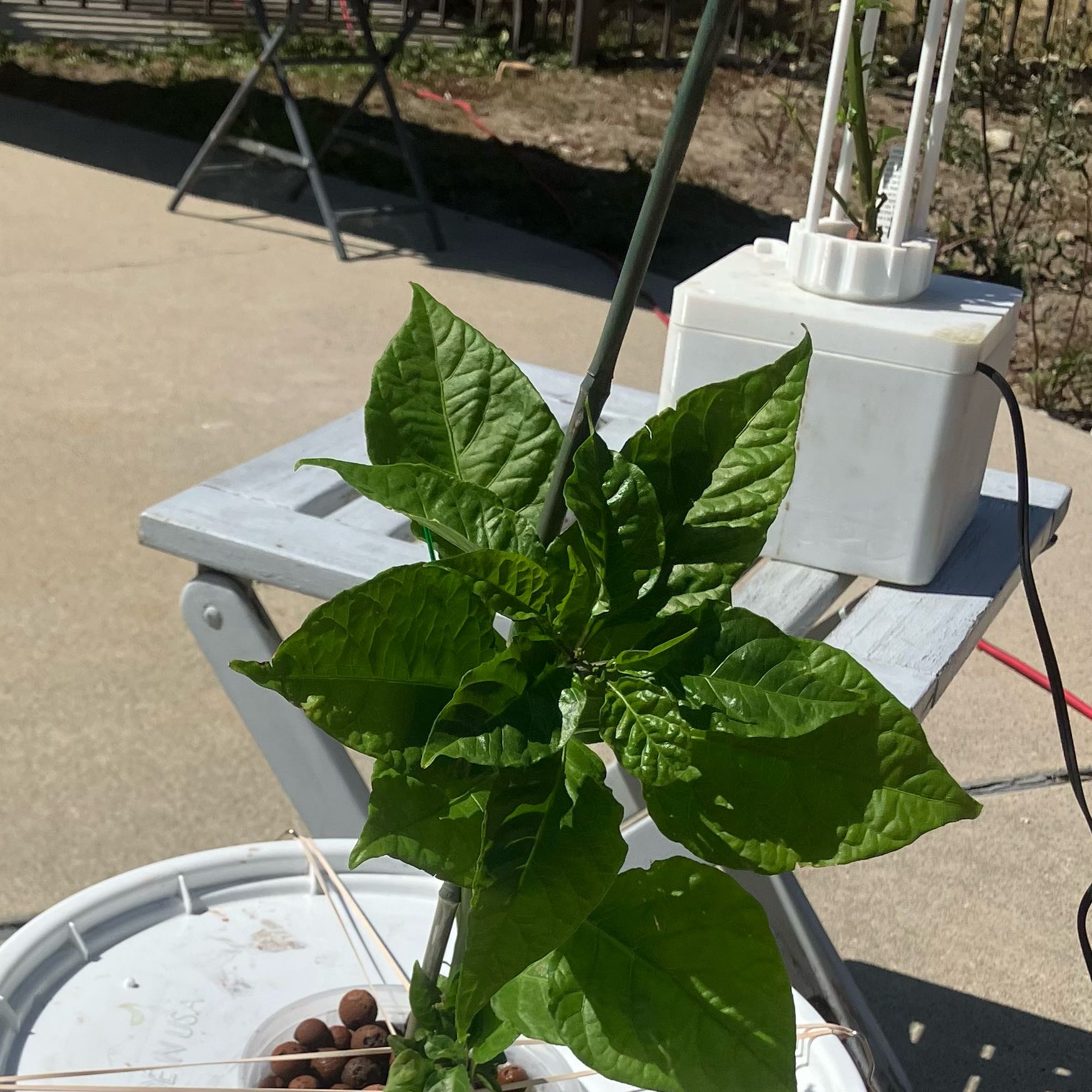 Photo of the plant species Carolina Reaper by @AblePlanera29 named 5 gal hydro reaper on Greg, the plant care app