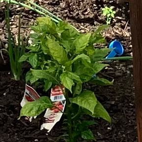 Photo of the plant species Carolina Reaper by @AblePlanera29 named Ground reaper on Greg, the plant care app