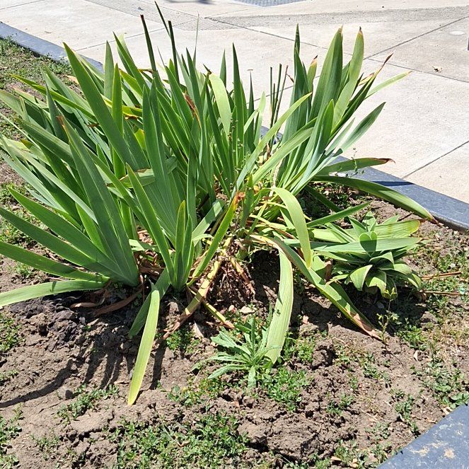 Photo of the plant species Blue Flag by @FineRedclaws20 named Sahara on Greg, the plant care app