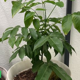 Photo of the plant species Lucky Bean Tree by @AceNoni19 named Bigleef Smalls on Greg, the plant care app