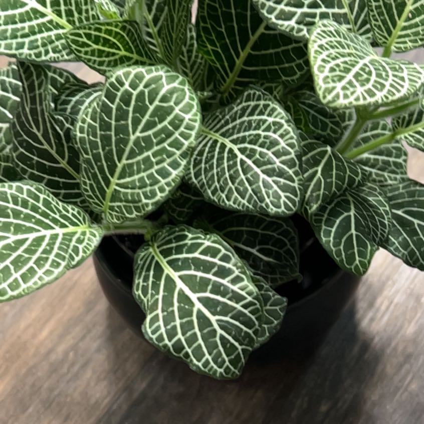 Photo of the plant species White Anne Nerve Plant by @AceNoni19 named Bruce Lee on Greg, the plant care app