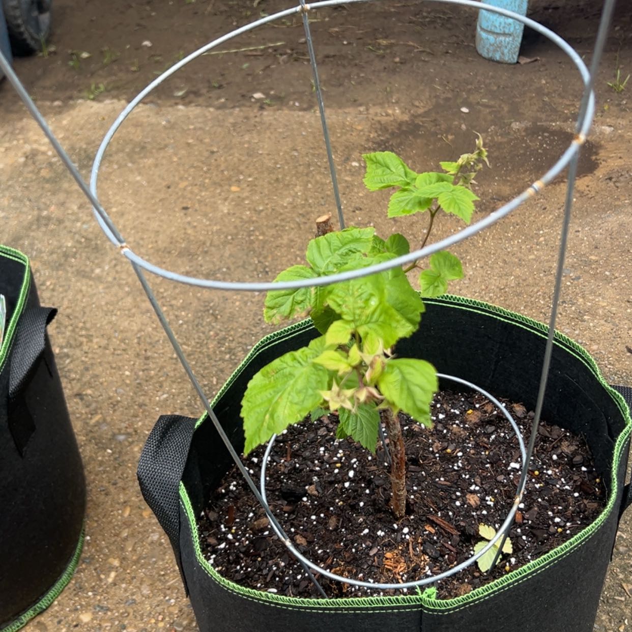 Photo of the plant species Heritage Raspberry by @DeanAnthora16 named Gaga on Greg, the plant care app