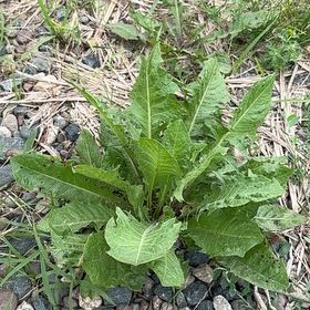 Photo of the plant species Horseradish by @GrandAnahaw14 named Aristotle on Greg, the plant care app