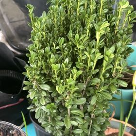 Photo of the plant species Common Box by @GemImpatiens33 named Huckleberry Fern on Greg, the plant care app