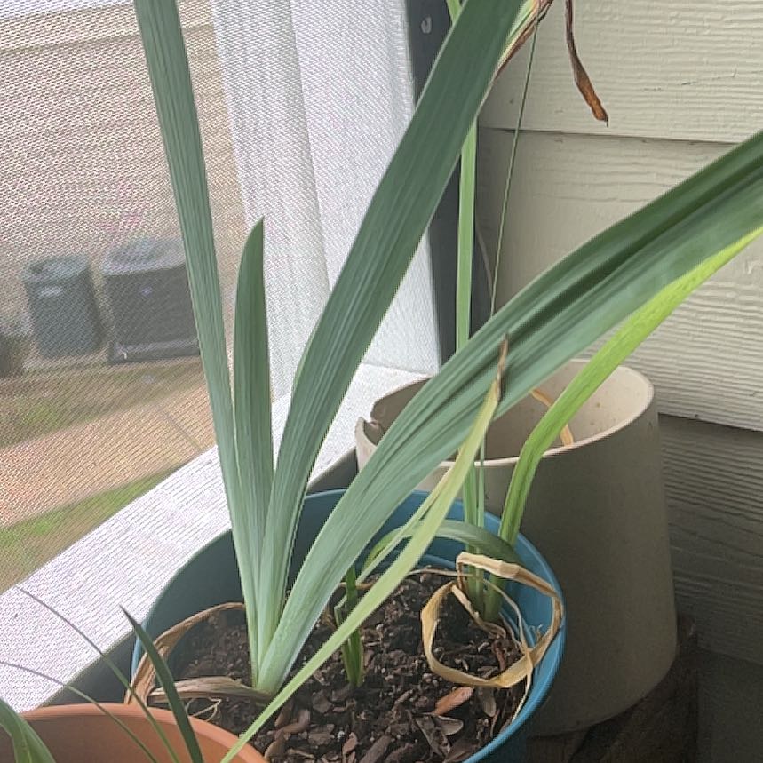 Photo of the plant species Daffodil by @GemImpatiens33 named Girlfrond on Greg, the plant care app