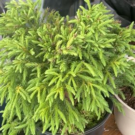 Photo of the plant species Japanese Cedar by @GemImpatiens33 named Fernie Mac on Greg, the plant care app