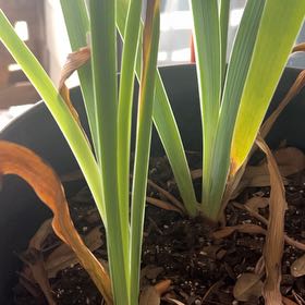 Photo of the plant species Daffodil by @GemImpatiens33 named Rosa on Greg, the plant care app