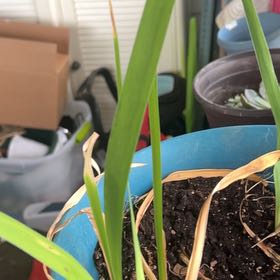 Photo of the plant species Broadleaf Cattail by @GemImpatiens33 named Mochi on Greg, the plant care app