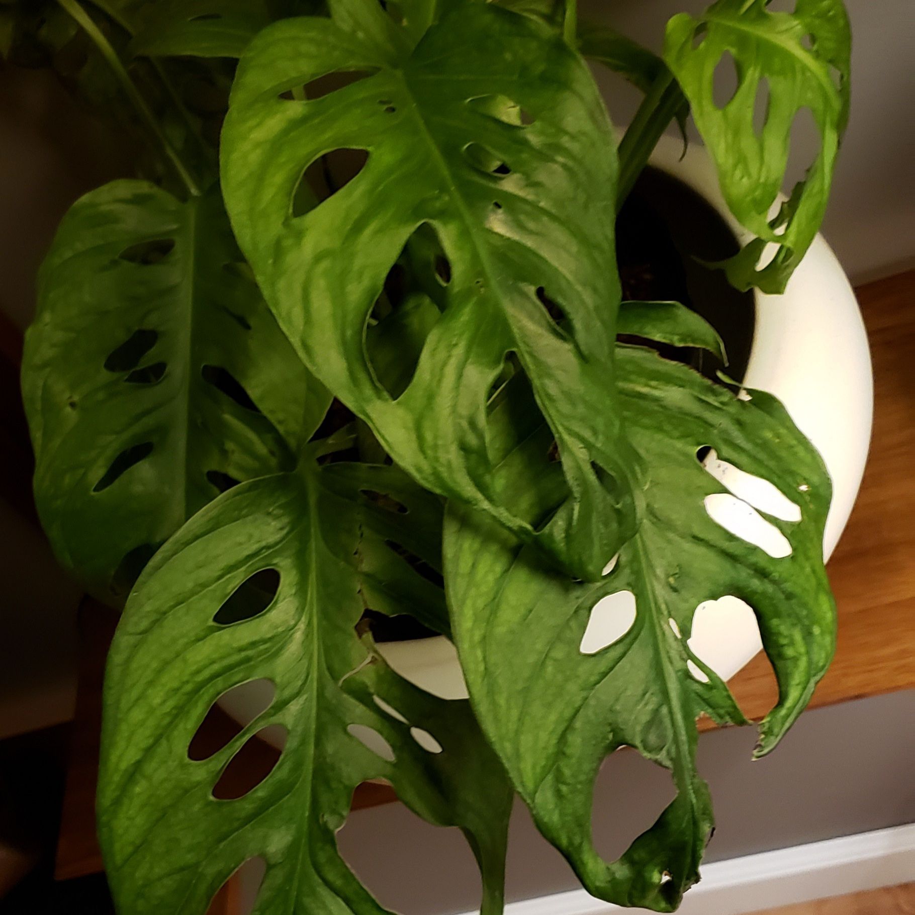 Monstera esqueleto plant with fenestrated leaves in a pot.