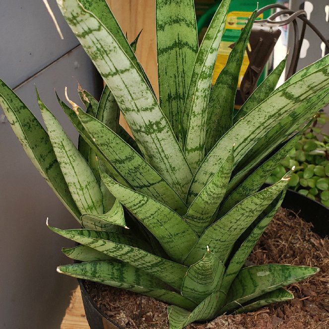 Photo of the plant species Sanseveria Gabriella by P named SG on Greg, the plant care app