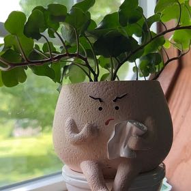 Photo of the plant species Kenilworth Ivy by @MaestroPignut2 named Iv on Greg, the plant care app