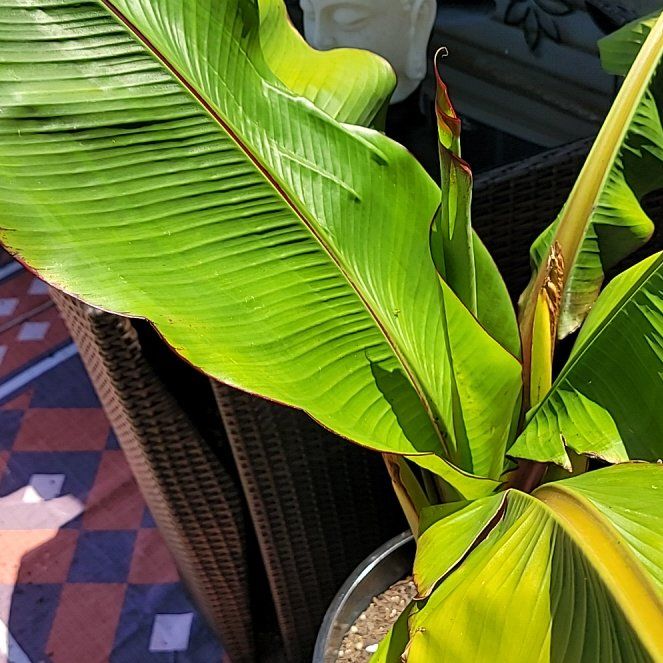 Photo of the plant species Abyssinian Banana by @LiterateCanna50 named Rihanna on Greg, the plant care app
