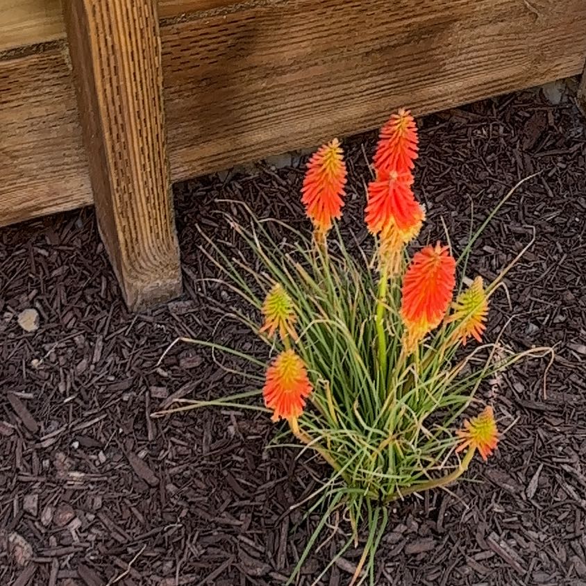 Photo of the plant species Red Hot Poker by @OverseerMint named McKinley on Greg, the plant care app