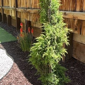 Photo of the plant species Arborvitae by @OverseerMint named Willow on Greg, the plant care app