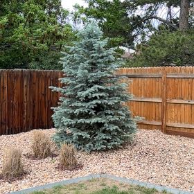 Photo of the plant species Colorado Spruce by @YokeOrchid93 named Scarlett on Greg, the plant care app