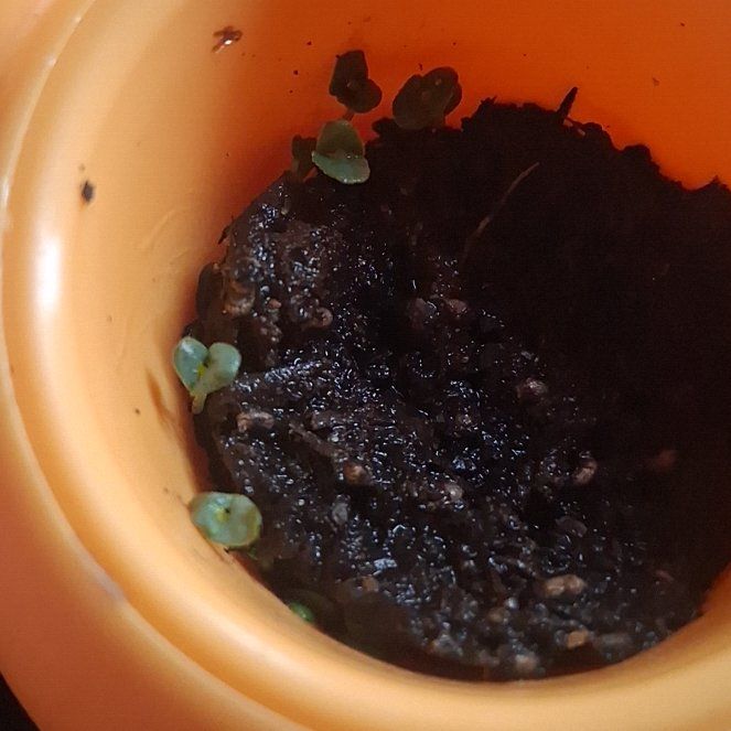 Photo of the plant species Chia by @Mooncactusowner named Charlie on Greg, the plant care app