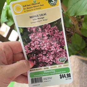 Photo of the plant species Lilac by @YeahFuscia30 named Aristotle on Greg, the plant care app