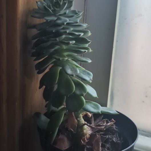Photo of the plant species Elfstone by @ManlyBlusher16 named Jin on Greg, the plant care app