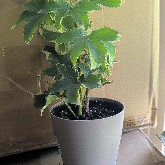 Photo of the plant species Ivy Tree by @ZingFittonia32 named Sonora on Greg, the plant care app