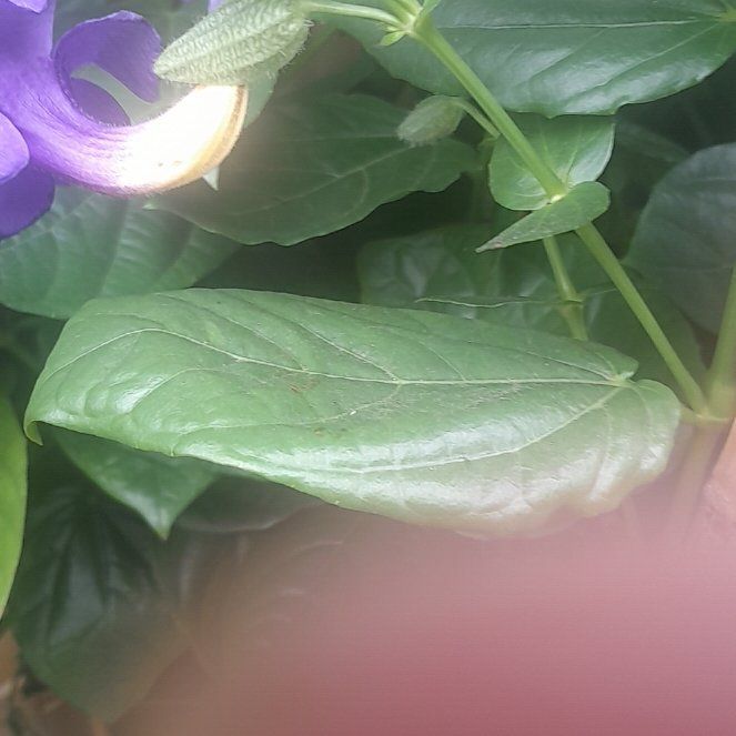 Photo of the plant species Bengal Clockvine by @LushDewberry4 named Gates on Greg, the plant care app