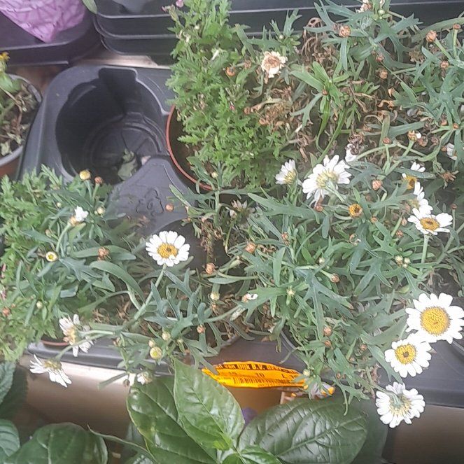 Photo of the plant species Marguerite Daisy by @LushDewberry4 named Madonna on Greg, the plant care app