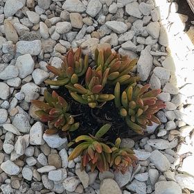 Photo of the plant species Disphyma by @PrettySoursop93 named Luna on Greg, the plant care app