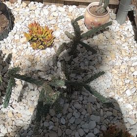 Photo of the plant species Snake Cholla by @PrettySoursop93 named Sigmund on Greg, the plant care app