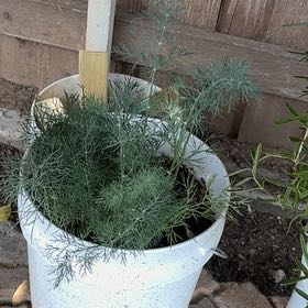 Photo of the plant species Dill by @PrettySoursop93 named James Dean on Greg, the plant care app