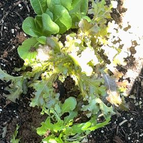 Photo of the plant species Romaines by @PrettySoursop93 named Spike Leaves on Greg, the plant care app