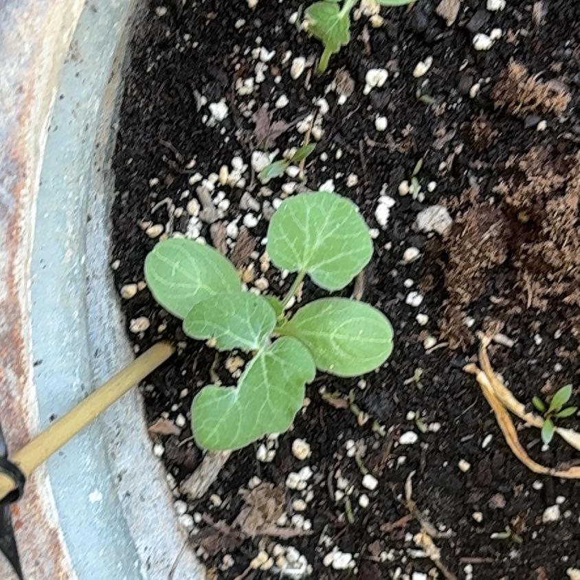 Photo of the plant species Summer Squash by @PrettySoursop93 named Austen on Greg, the plant care app