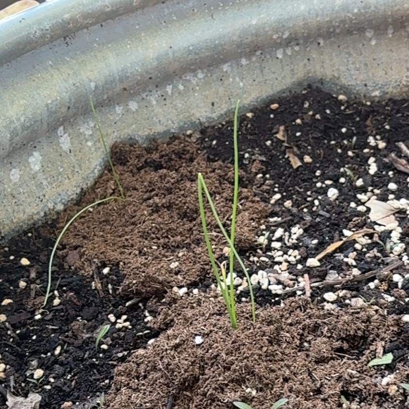 Photo of the plant species Chinese Chives by @PrettySoursop93 named Kardashian on Greg, the plant care app