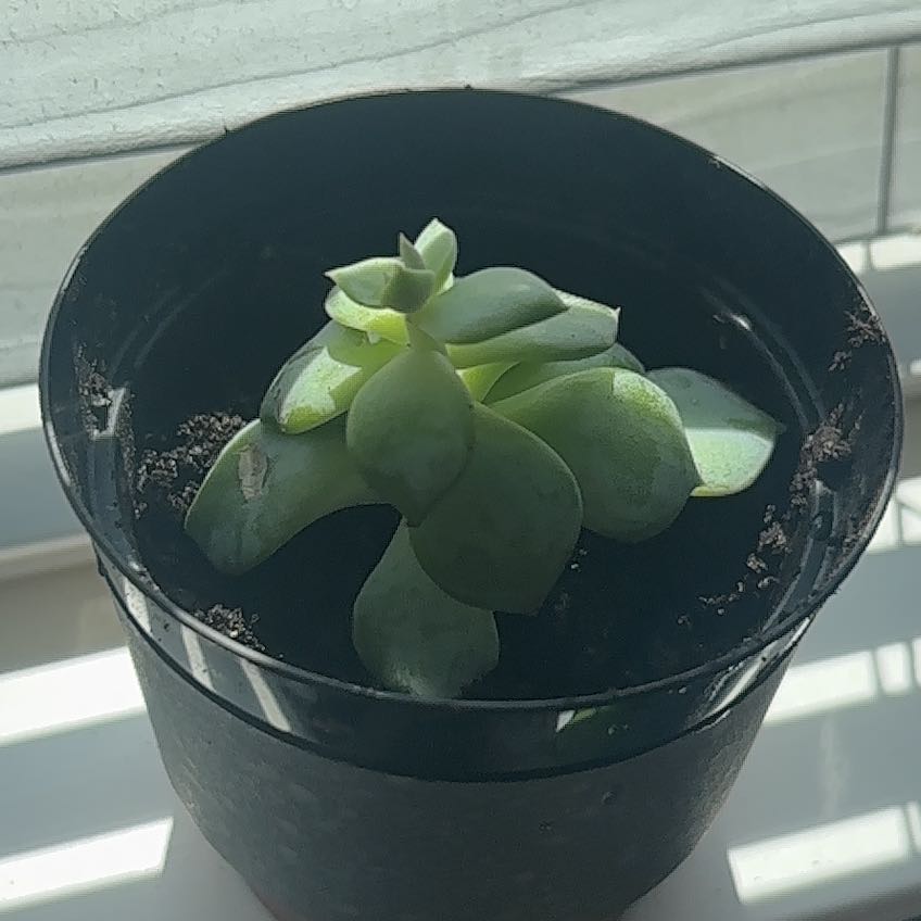 Photo of the plant species Echeveria 'Angel Kissed' by @CivicPrasium15 named Manie on Greg, the plant care app