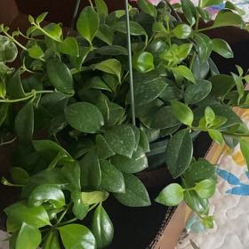 Photo of the plant species Lipstick Mona Lisa by @HeroJellycup96 named Queen on Greg, the plant care app