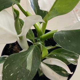 Photo of the plant species Philodendron 'White Wizard' by @HeroJellycup96 named Demi on Greg, the plant care app