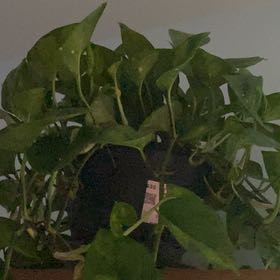 Photo of the plant species Global Green Pothos by @HeroJellycup96 named Delilah on Greg, the plant care app