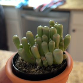 Photo of the plant species Baby Toes by @FitMastic67 named Muhammad Ali on Greg, the plant care app